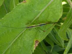 Image of Long-winged conehead