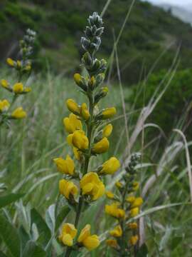 Image of slender goldenbanner