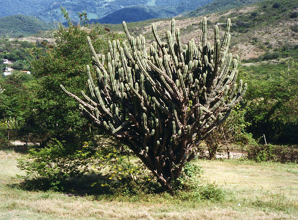 Imagem de Pilosocereus robinii (Lem.) Byles & G. D. Rowley