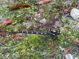 Image of Bush Giant Dragonfly