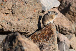 Image of Ochotona subgen. Pika Lacépède 1799