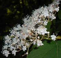 Image de Viburnum betulifolium Batalin