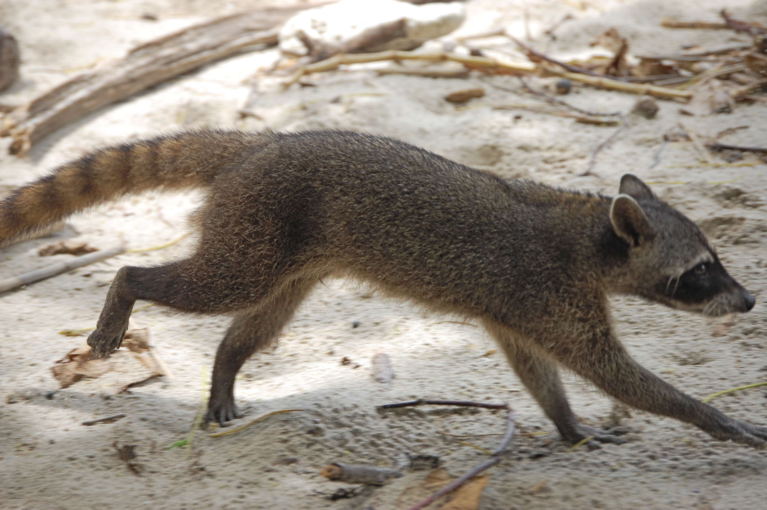 Image of Crab-eating Raccoon