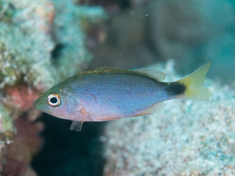 Image of Humpback red snapper