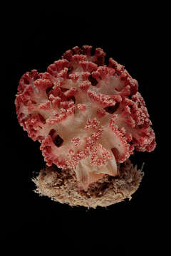 Image of Twotone soft coral