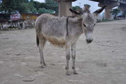 Image of Equus subgen. Asinus Gray 1824