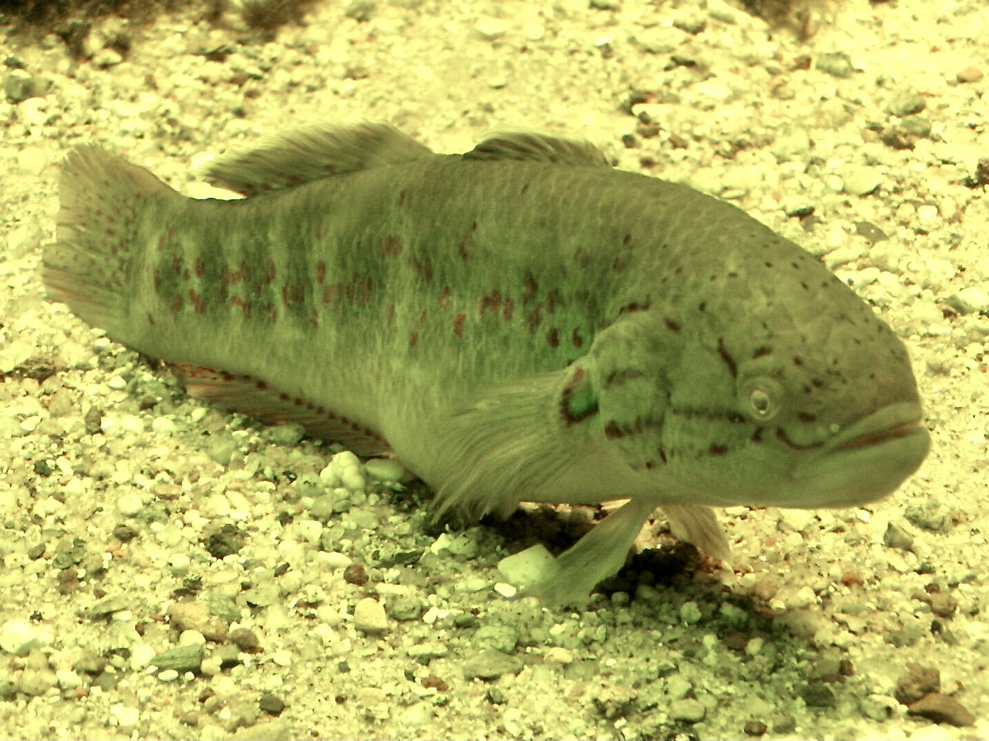 Image of Purple-spotted gudgeon