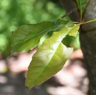 Image of Quercus acutifolia Née