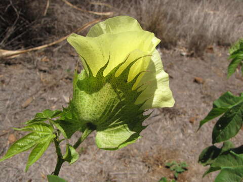 Image of Sea Island Cotton