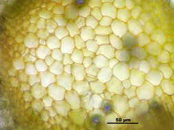 Image of Fragile tortella moss