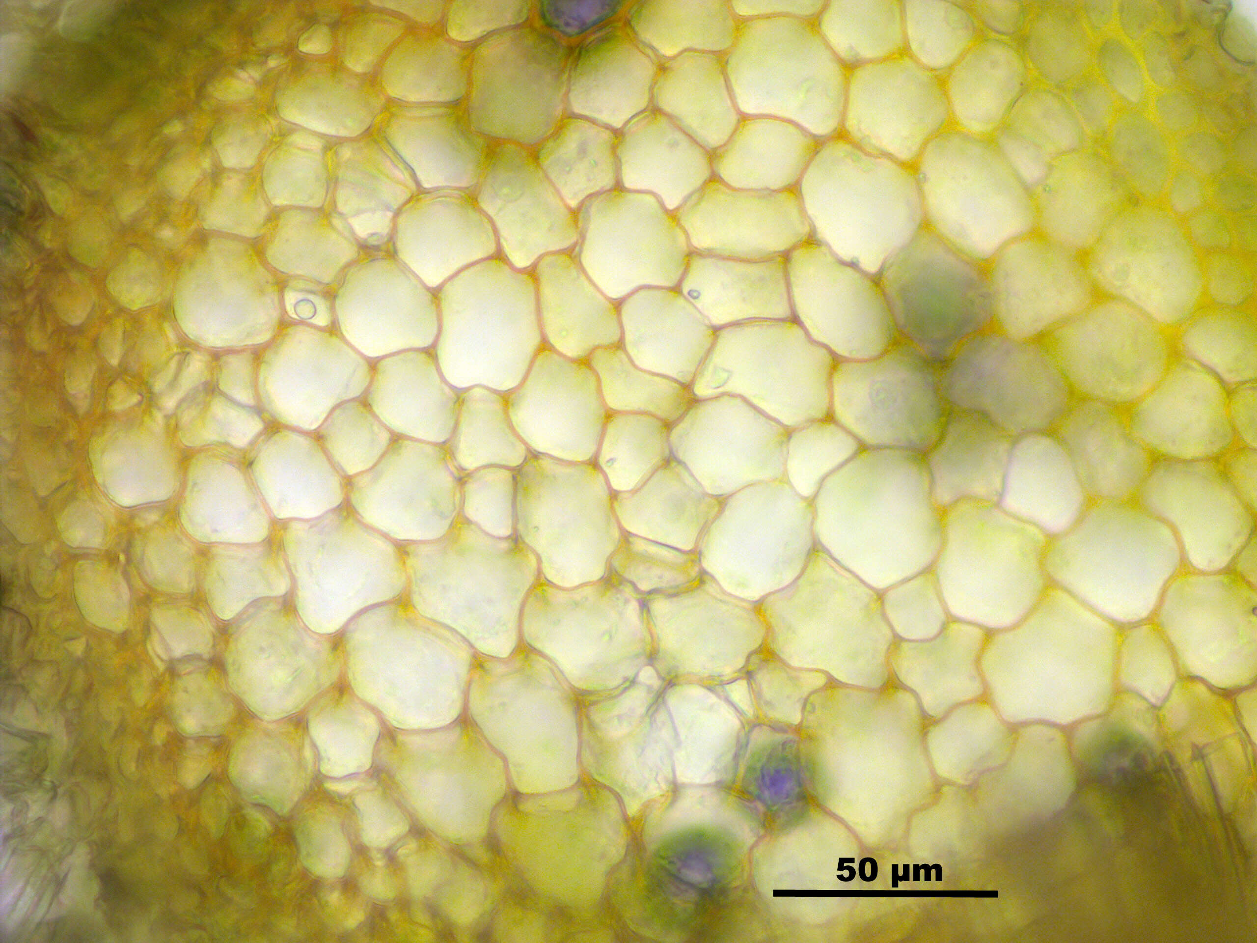 صورة Tortella fragilis Limpricht 1888