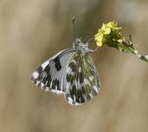 Image of Bath White