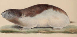 Image de Dicrostonyx torquatus (Pallas 1778)