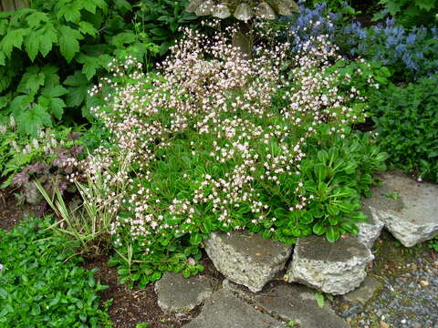 Image of Saxifraga umbrosa L.