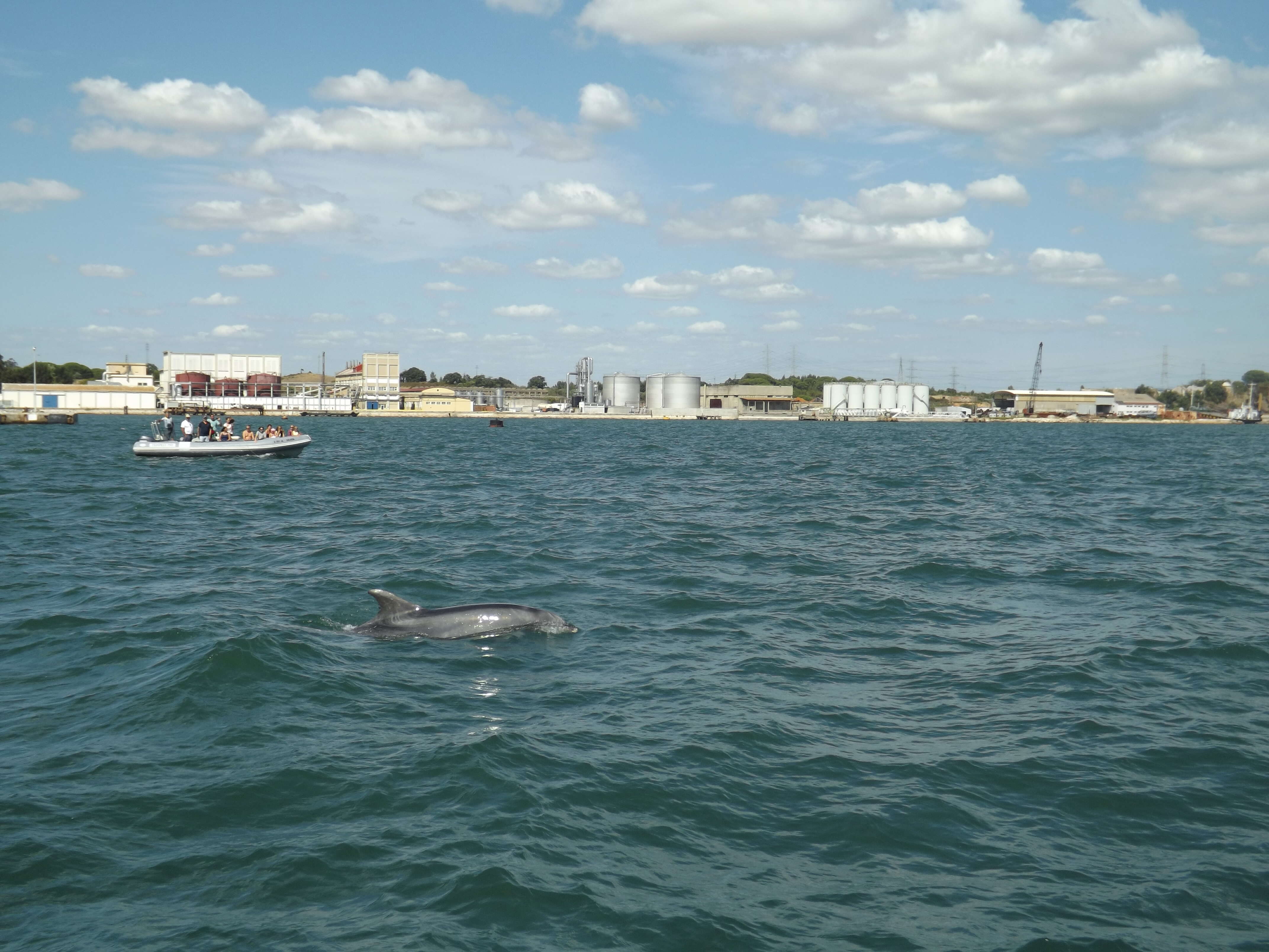 Imagem de Tursiops Gervais 1855