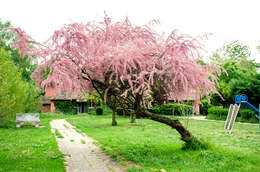 Image of tamarisk