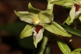 Image of Narrow-lipped helleborine