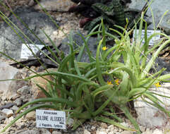 Image of Bulbine alooides (L.) Willd.