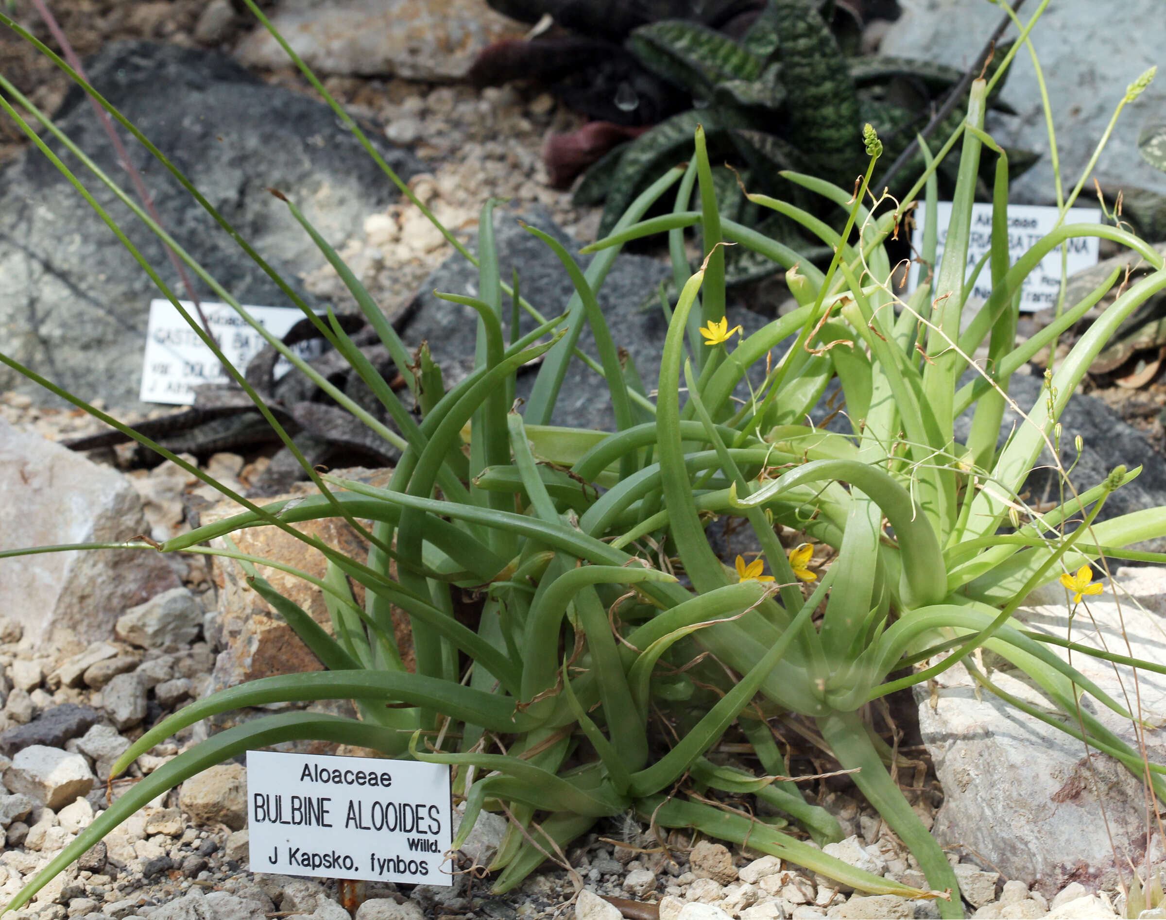 Image of Bulbine alooides (L.) Willd.