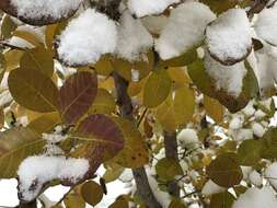 Image of American smoketree