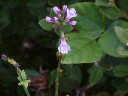 Image of American lopseed