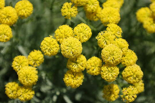 Image of lavender cotton