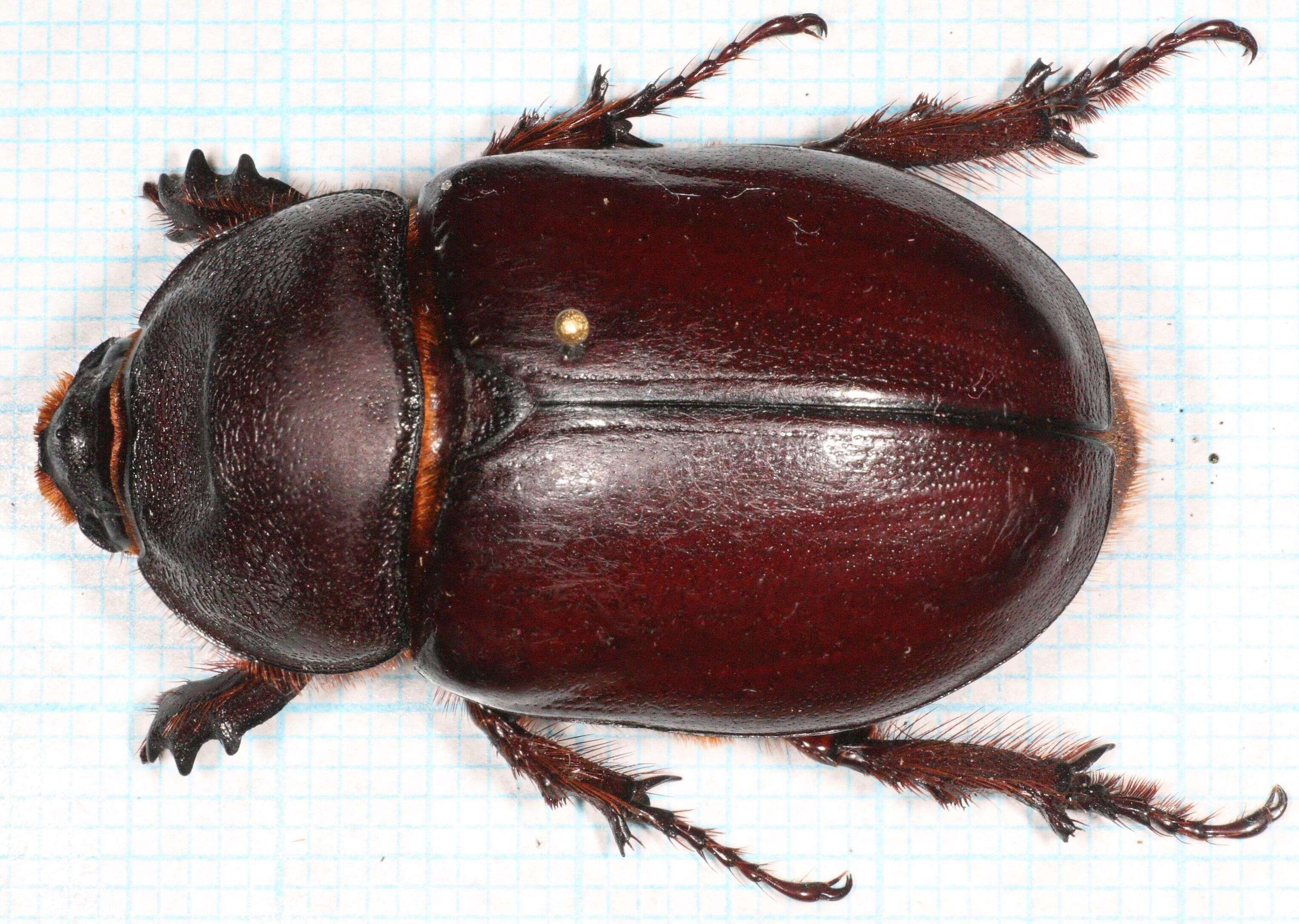 Image of European rhinoceros beetle