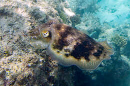 Image of Broadclub Cuttlefish