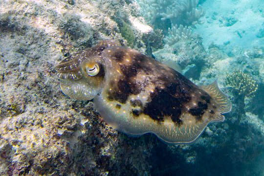 Image of Broadclub Cuttlefish