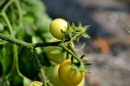 Image of tomato