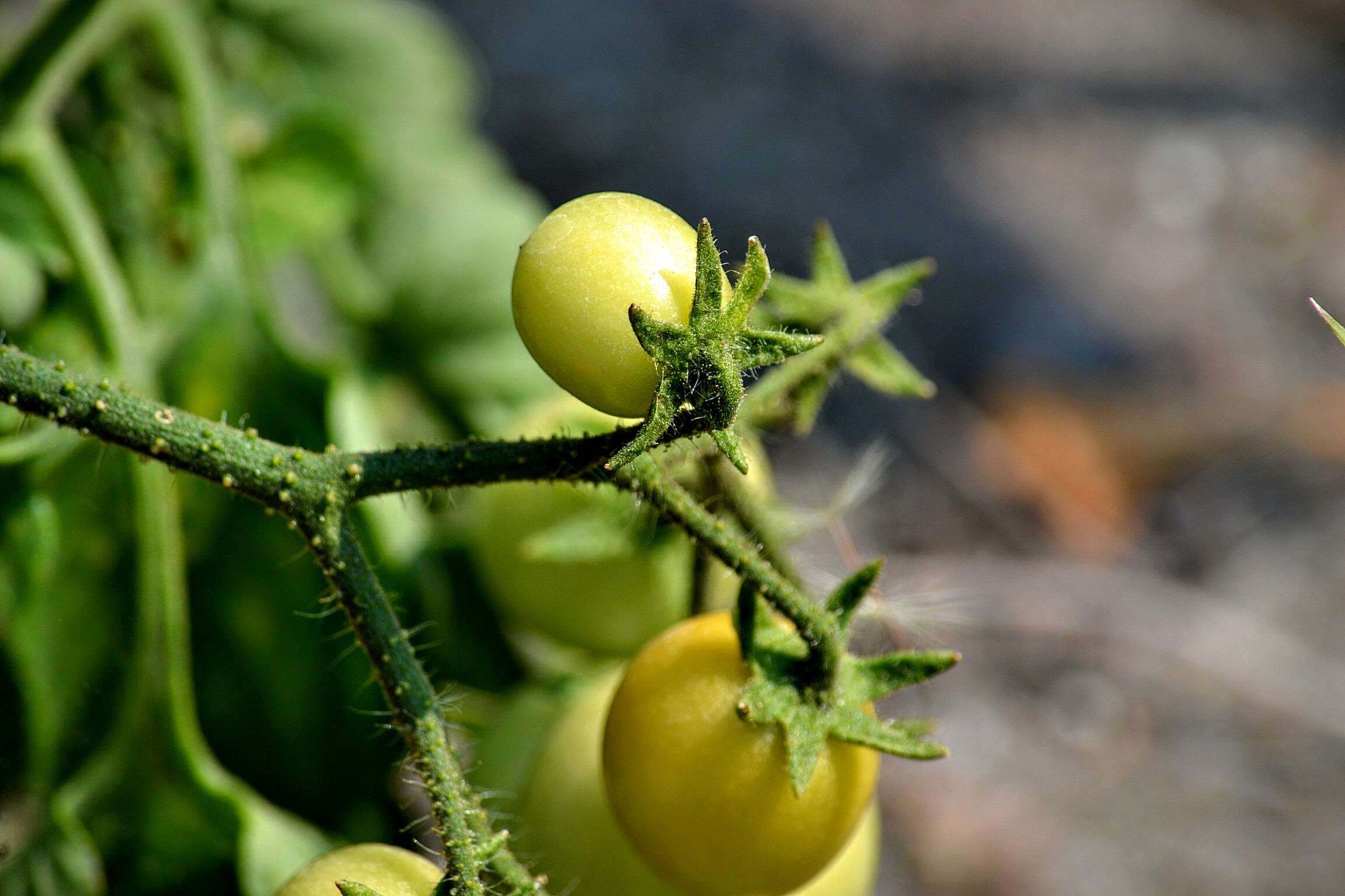 Image of tomato