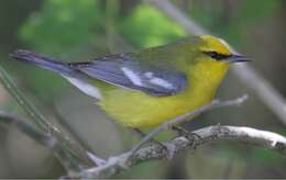 Image of Blue-winged Warbler