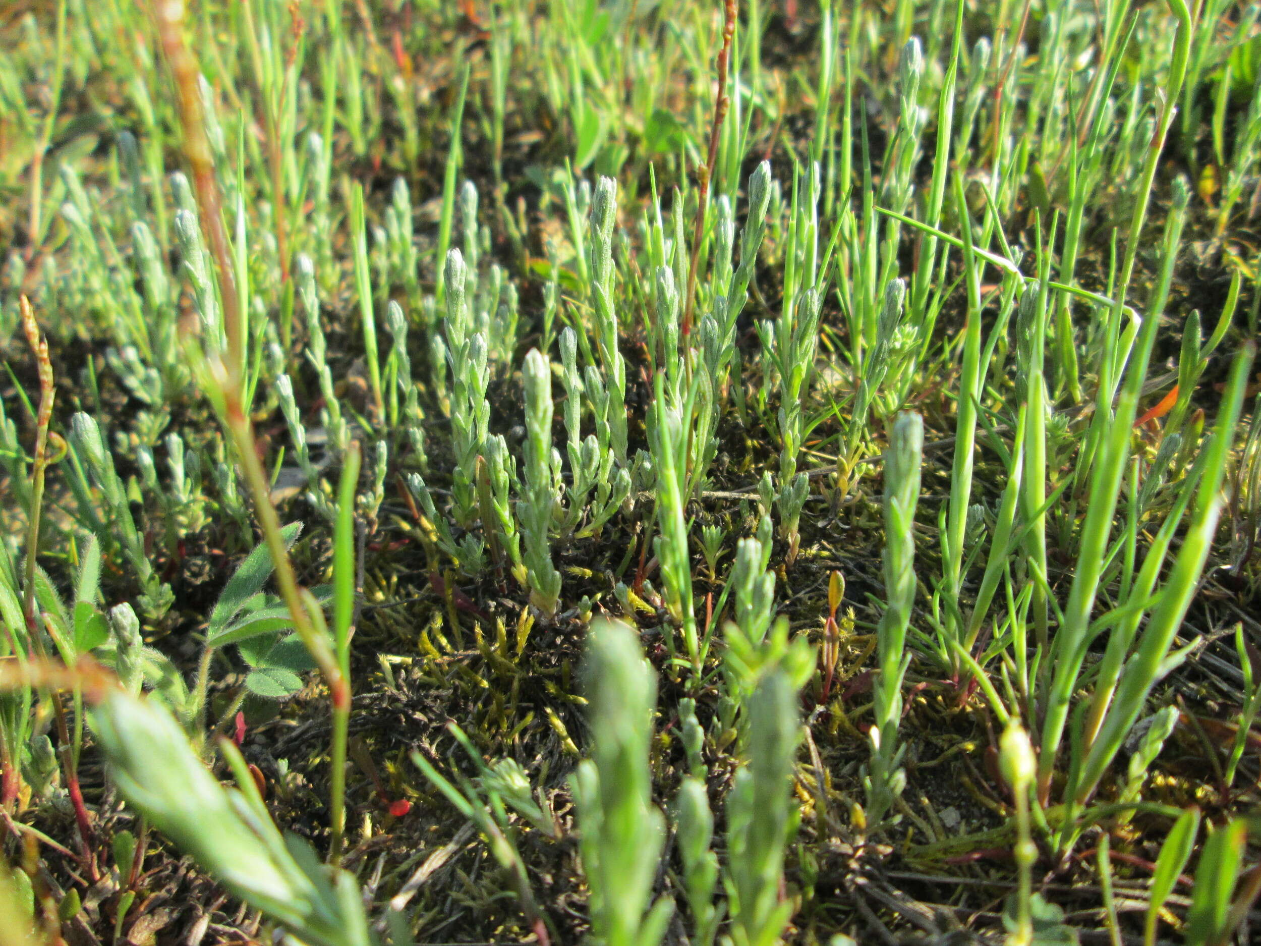 Image of field cudweed