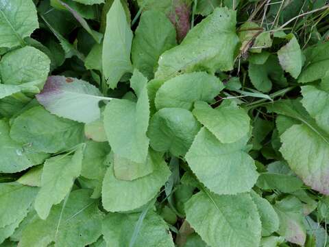 Image of Cicerbita macrophylla subsp. macrophylla