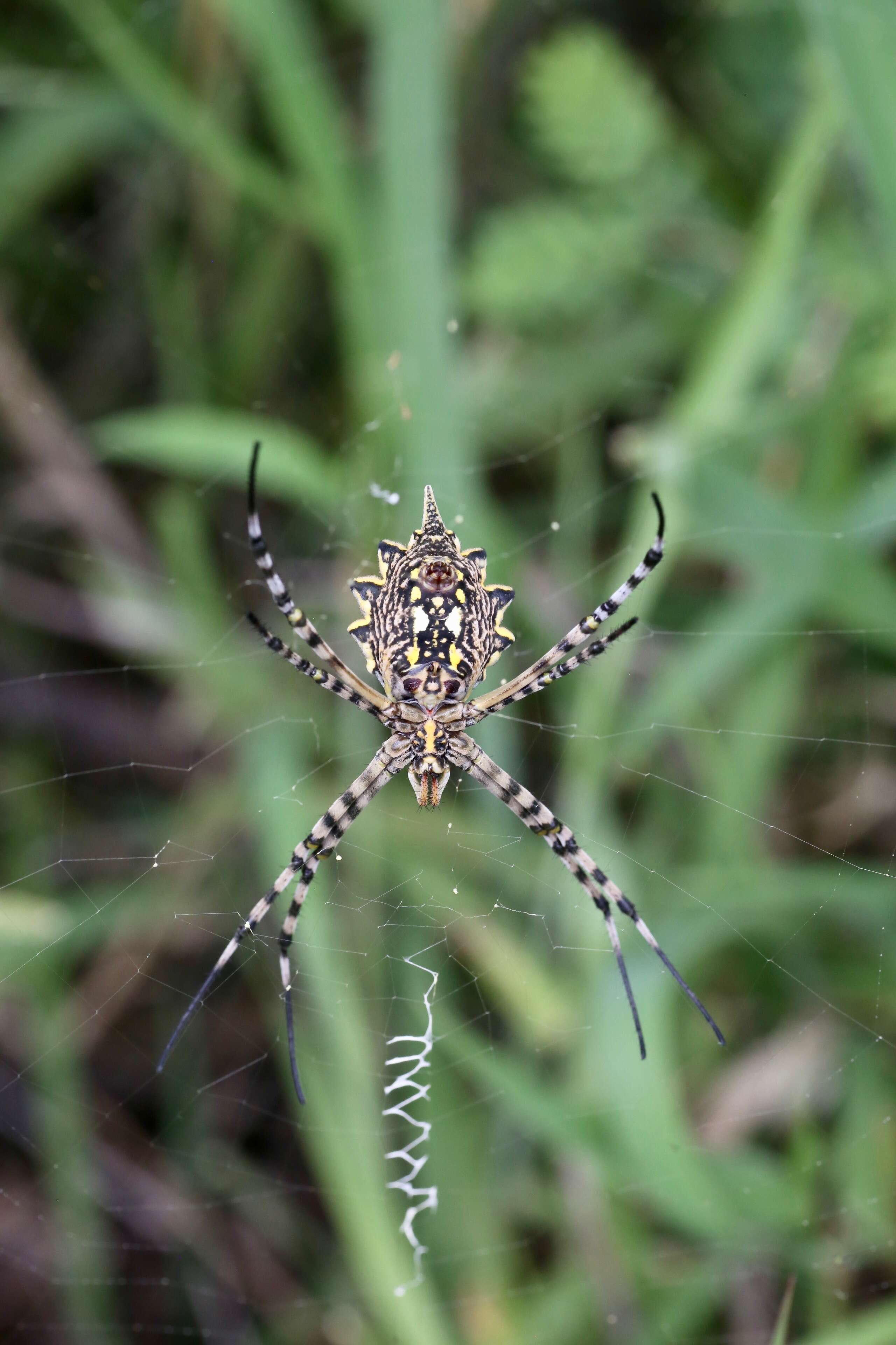 Image of Argiope lobata (Pallas 1772)