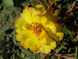 Image of Moss-rose Purslane
