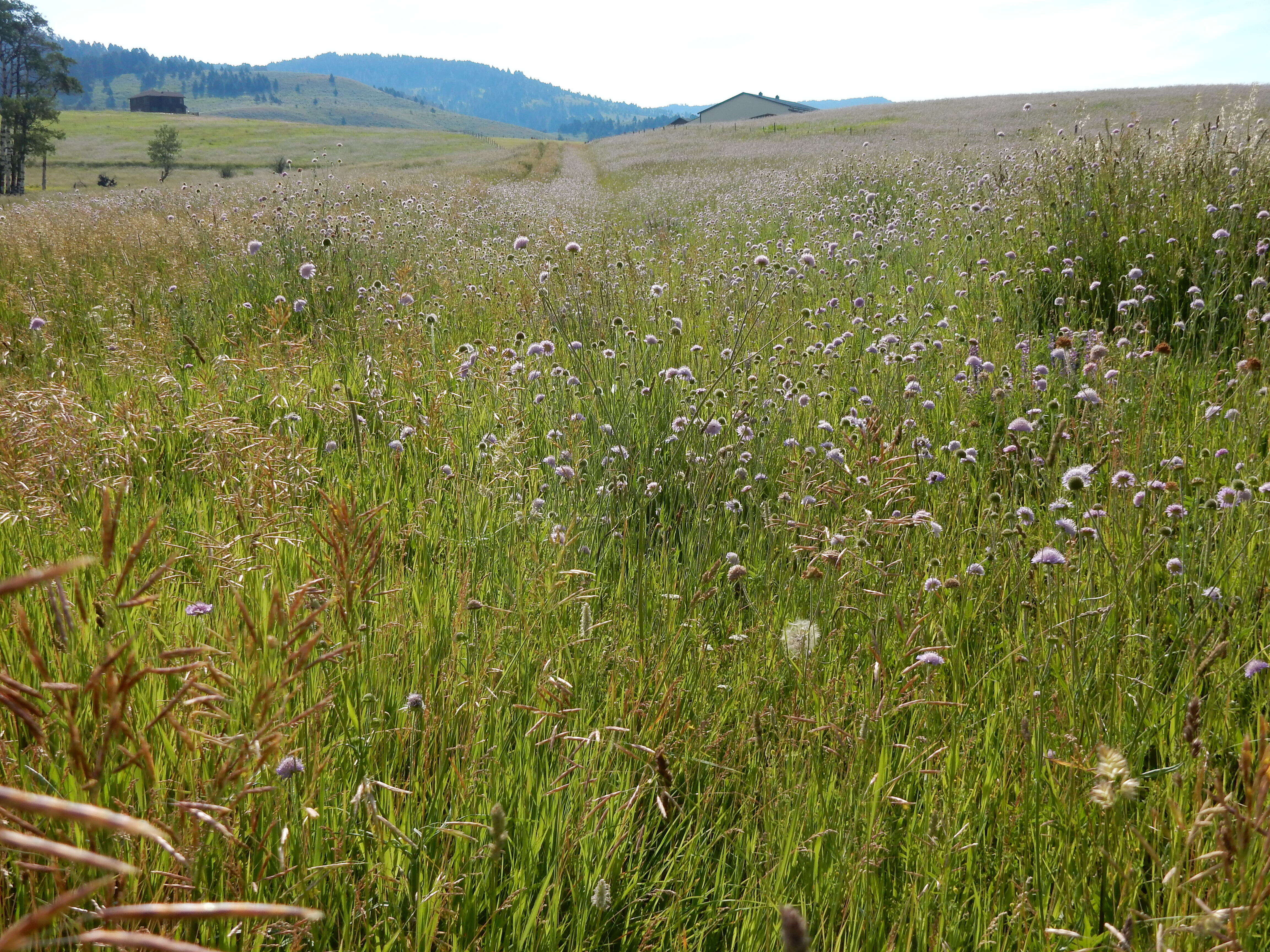 Слика од Knautia arvensis (L.) Coulter