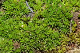 Image of Pogonatum nanum Palisot de Beauvois 1805