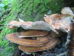 Image de Polypore géant