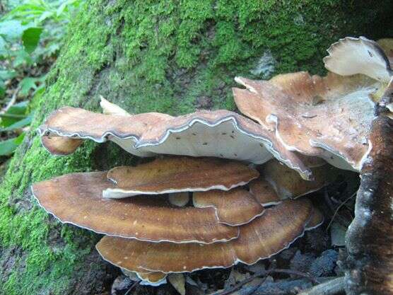 Image de Polypore géant