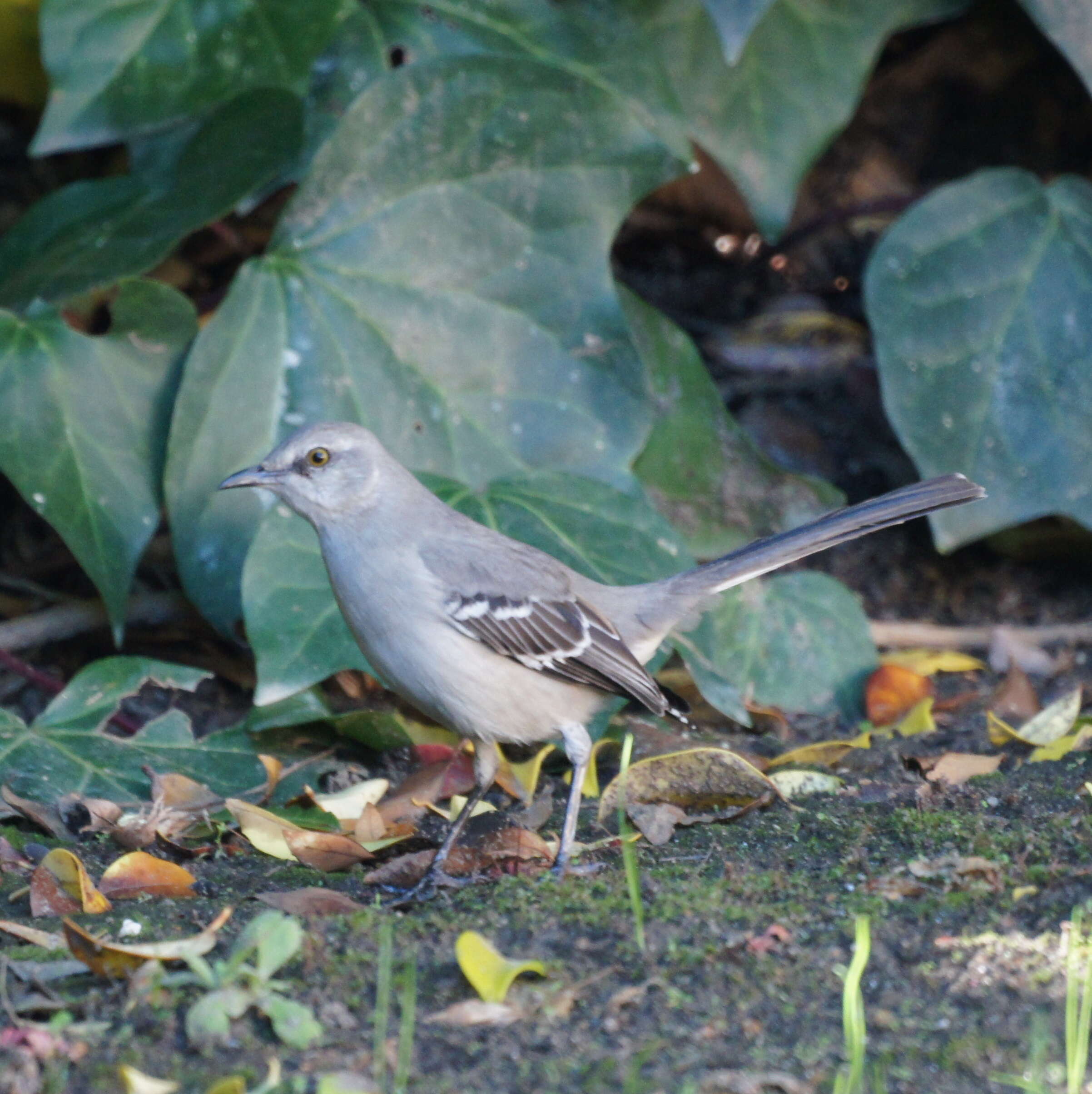 Image of Northern Mockingbird