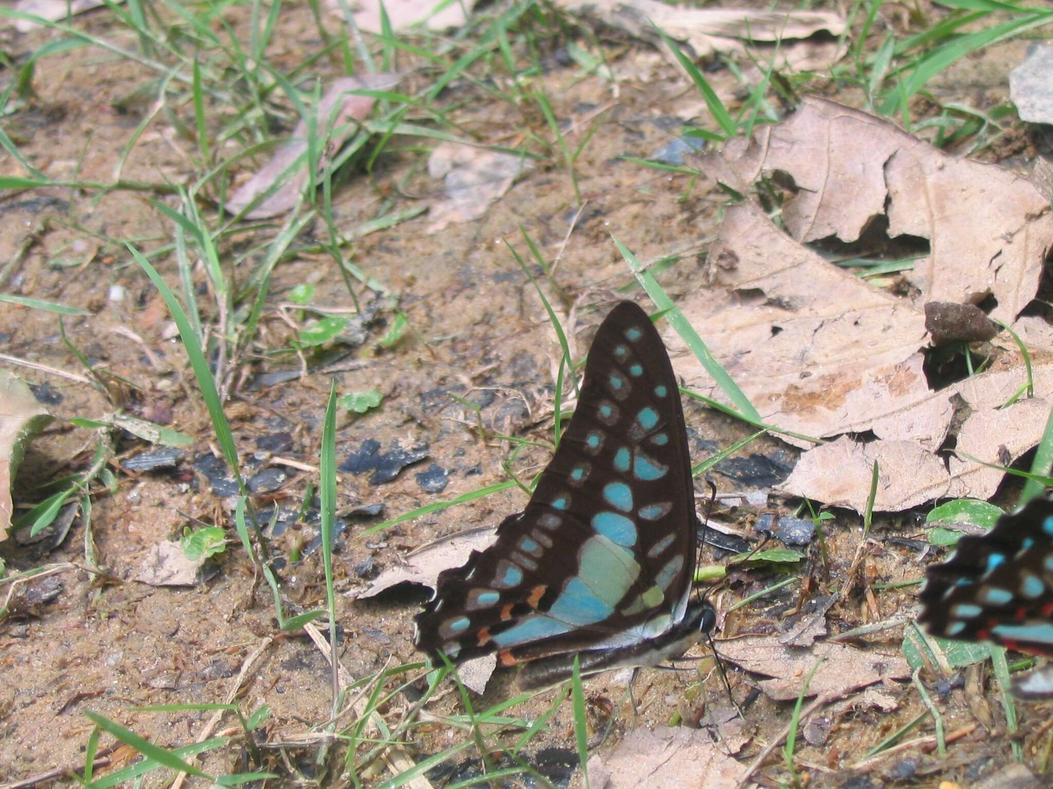 Graphium evemon (Boisduval 1836) resmi