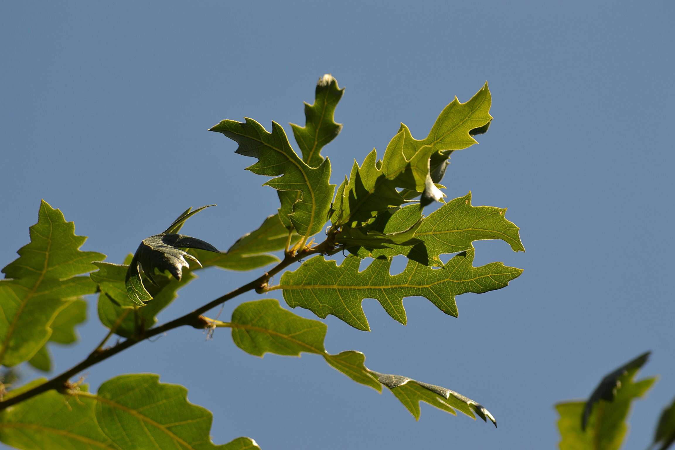 Imagem de Quercus libani G. Olivier