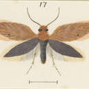 Слика од Sabatinca chrysargyra Meyrick 1885
