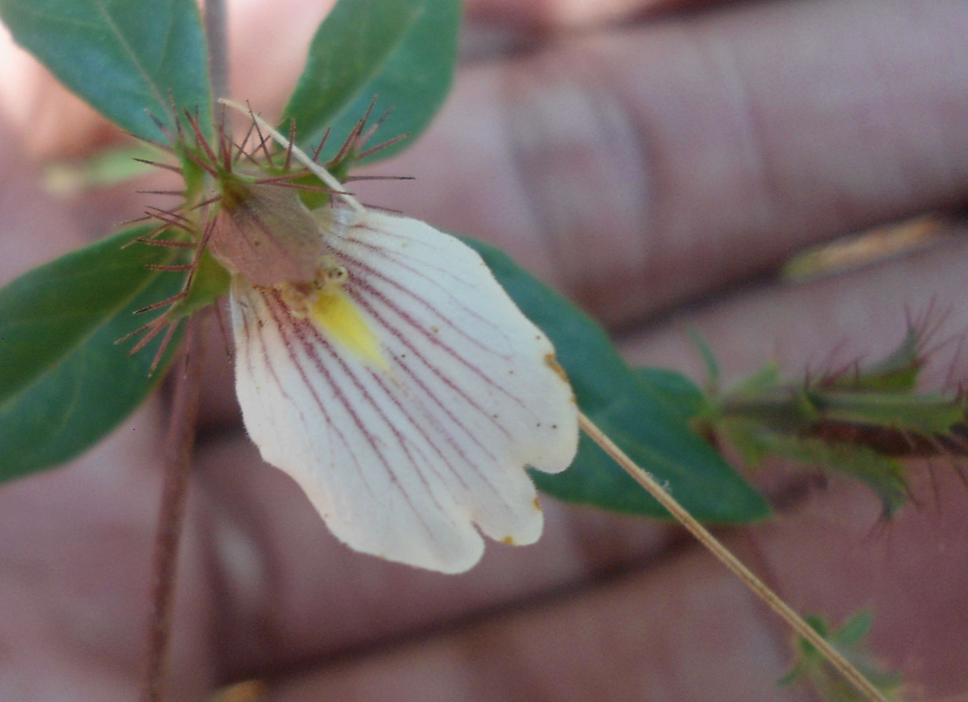 Blepharis maderaspatensis (L.) Heyne ex Roth resmi