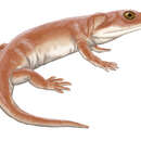 Image of Lapillopsidae