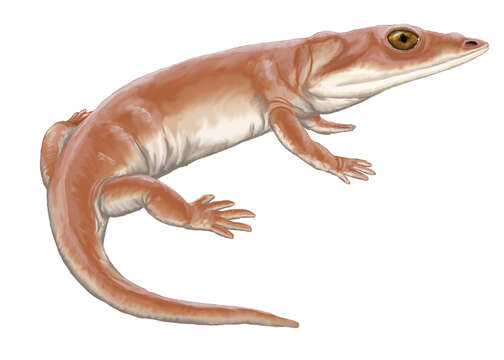 Image of Lapillopsidae