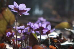 Plancia ëd Hepatica nobilis Schreb.