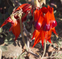 Plancia ëd Swainsona formosa (G. Don) J. Thompson