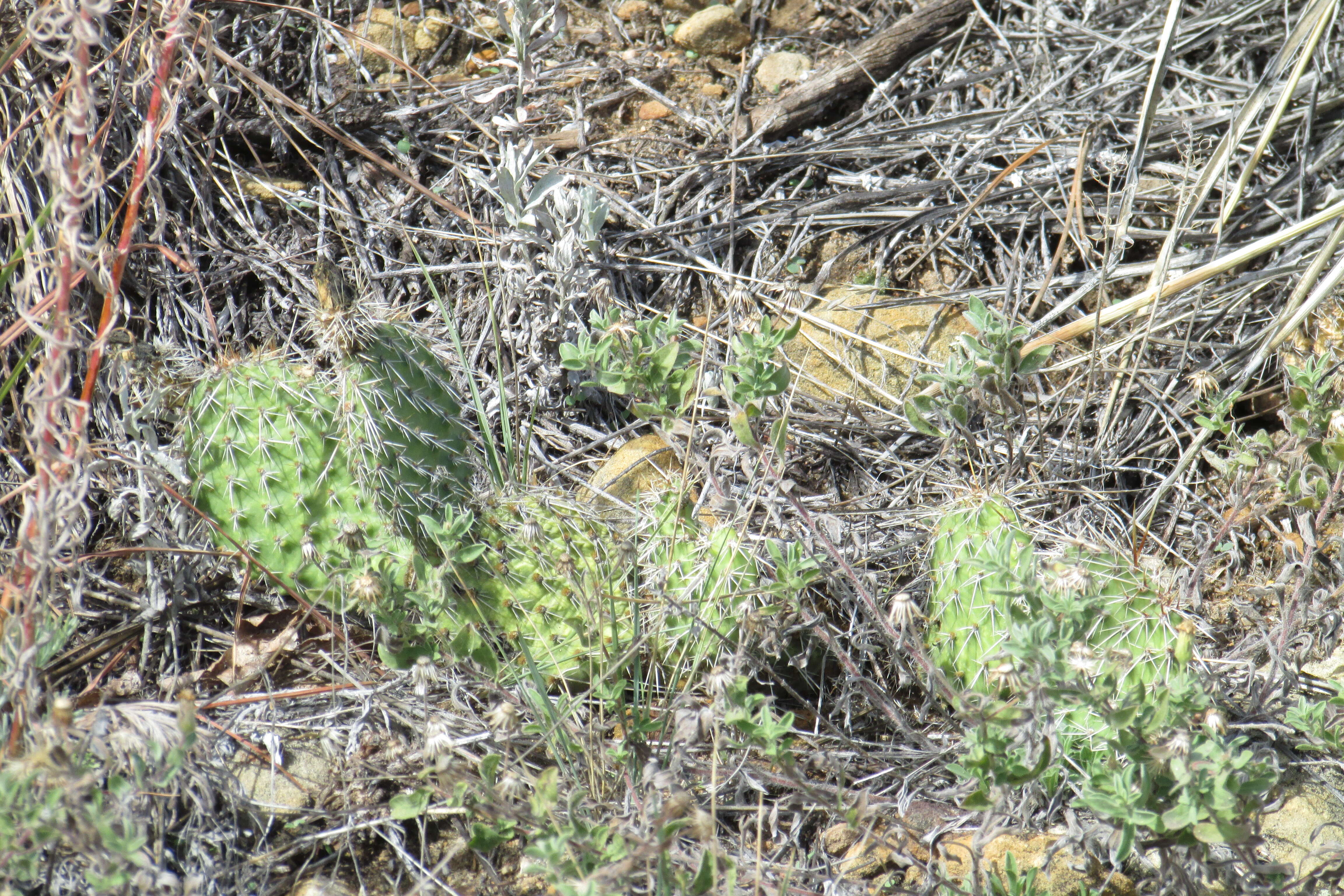 Image of Panhandle Prickly-pear